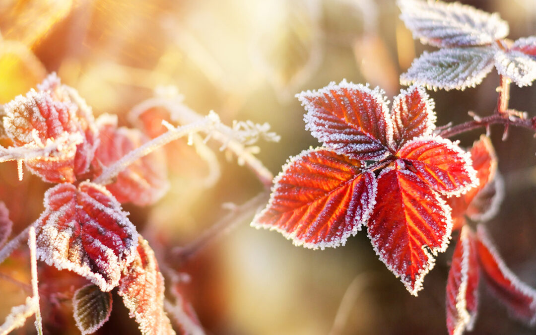 Gartentipps für den November Richtig vor FROST schützen!