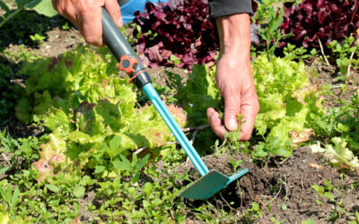 Gartenmonat Mai  Was tun gegen Unkraut?