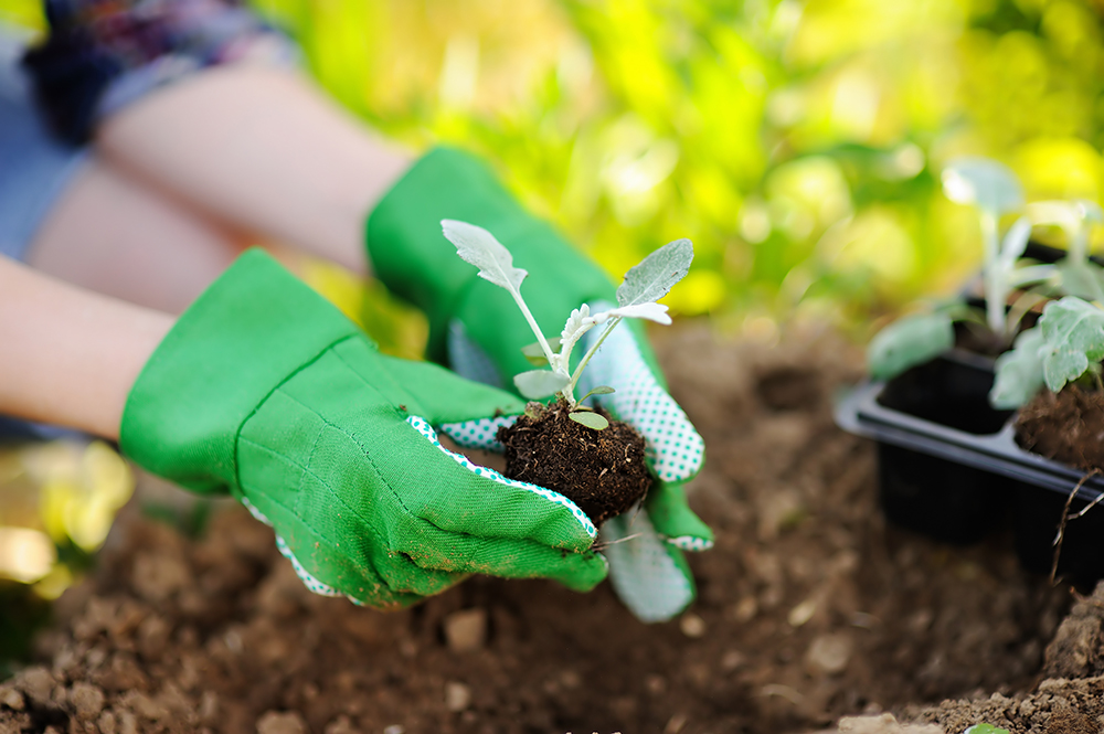 Gartenmonat April – Ihr Gemüsegarten