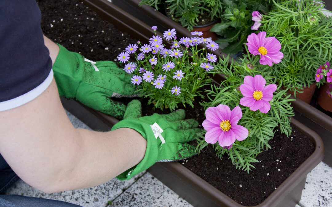 BALKONBLUMEN   Tipps Zur Pflanzung, Pflege & Bewässerung