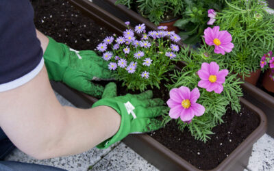BALCONY FLOWERS   Tips For planting, care & irrigation