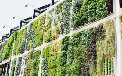 Optimal irrigation of the façade greenery