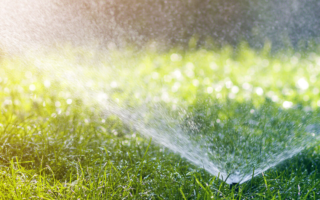 Care and irrigation TIPS for the lawn in September