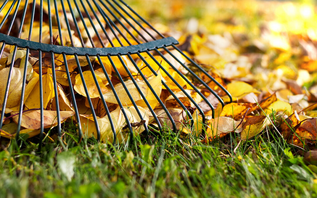 TIPPS zur RASENPFLEGE im Oktober