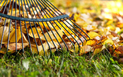 TIPS for LAWN CARE in October