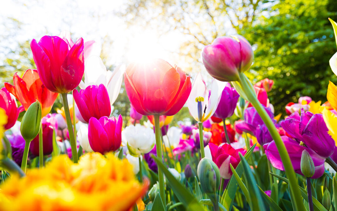 HOCHSAISON im GARTEN im APRIL