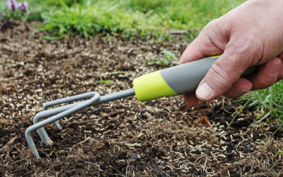 Lawn care in spring