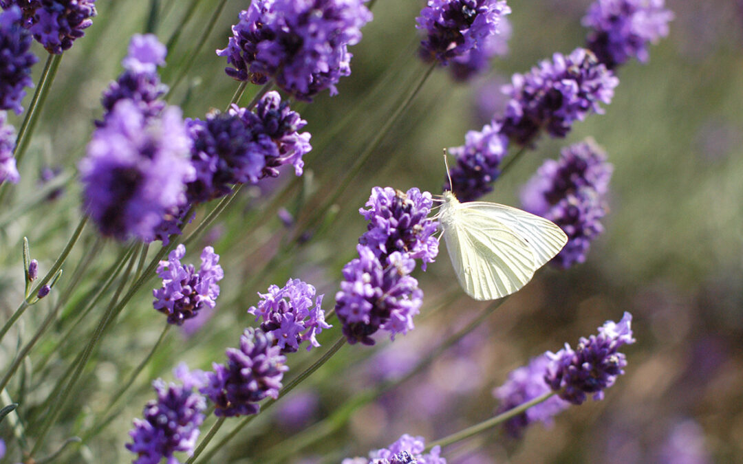 Gartentipps August   Ziergarten