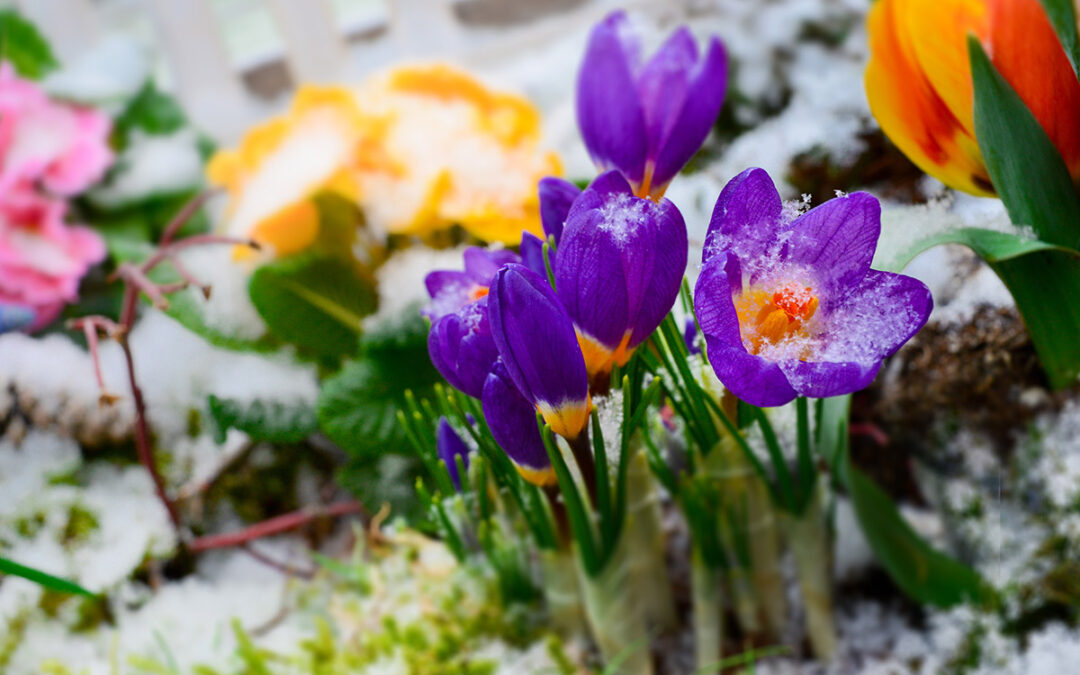 Gartentipps für den Februar!