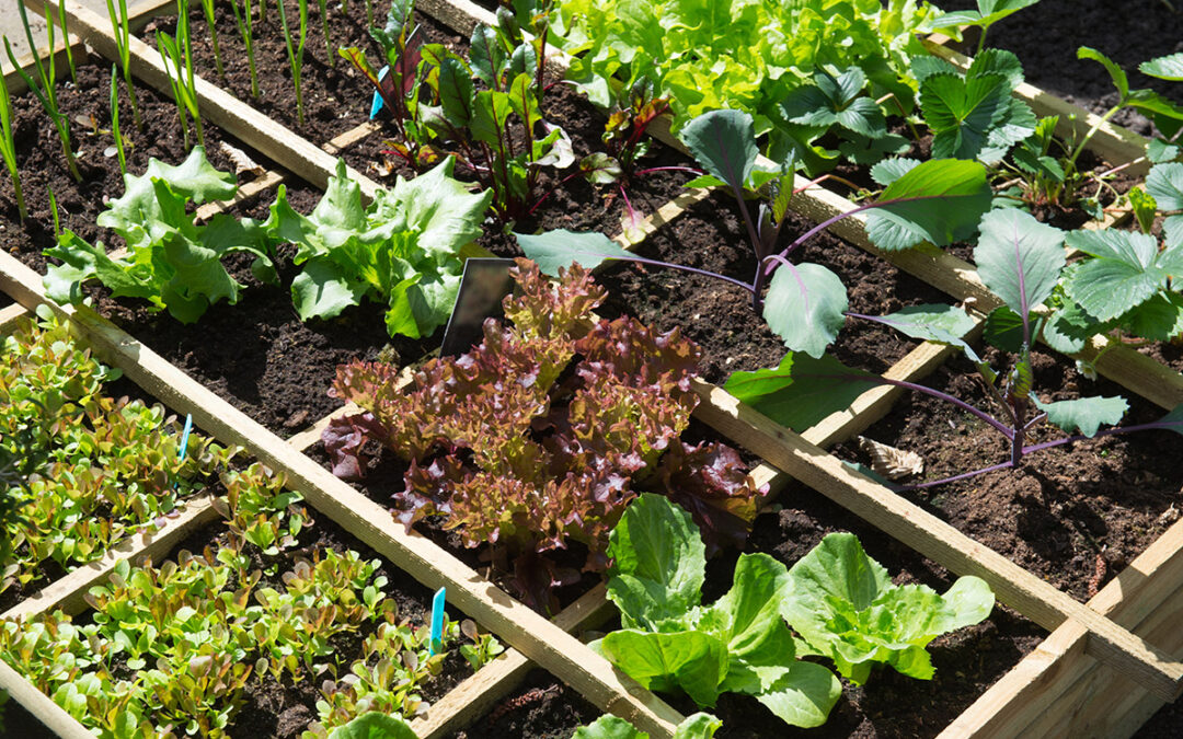 Checklist: GARDEN TIPS Vegetable garden MAY