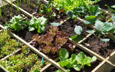 Checklist: GARDEN TIPS Vegetable garden MAY
