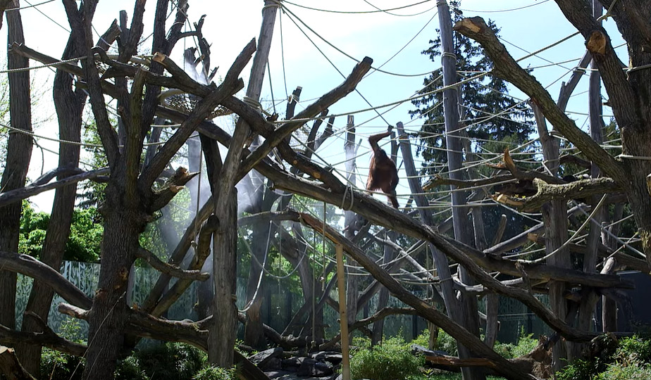 Raintime Nebelkühlung für den neuen Orang-Utans Klettergarten im Tiergarten Schönbrunn