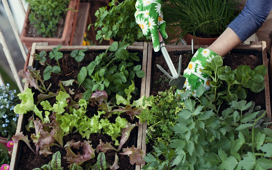 Balkongarten anlegen – Tipps Gemüse pflanzen!