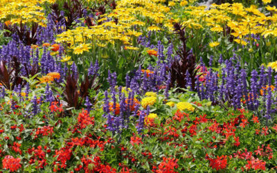The right flower bed care