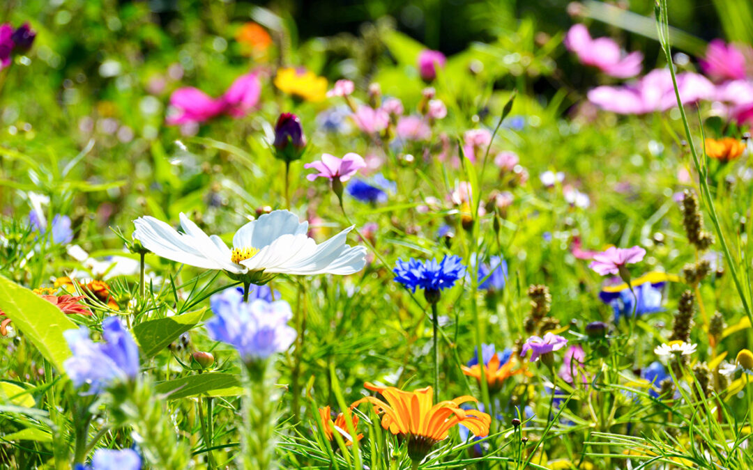 Blumenwiese anlegen Die besten Tipps für einen bunten Blütenteppich