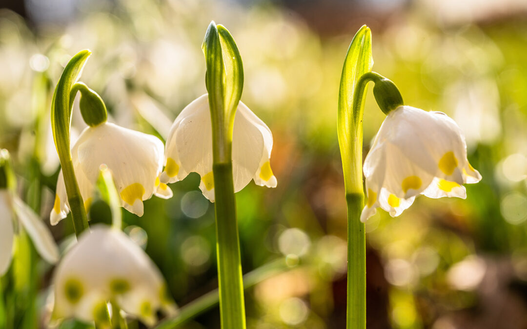 Gartentipps März