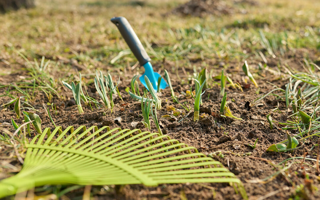 The lawn needs this care in spring