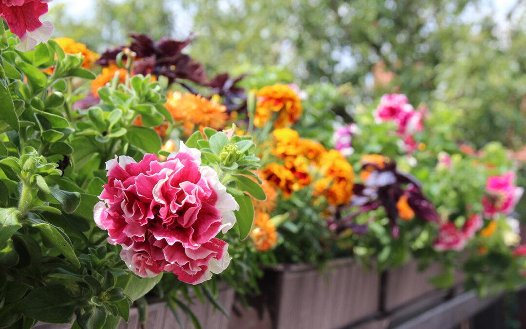 Die besten Tipps: Balkonblumen pflanzen!
