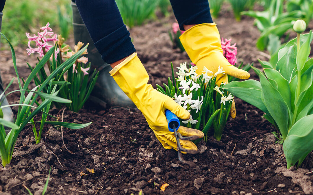 Die besten Tipps für den Ziergarten im März