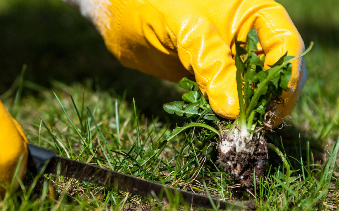 This is how weeds in the lawn are combated!