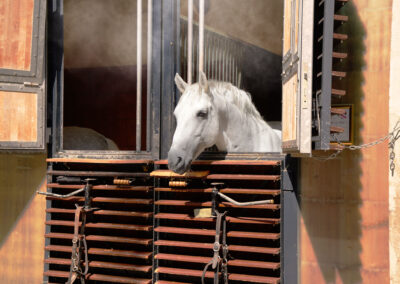 Lippzizaner der Spanischen Hofreitschule mit Nebelkühlung von Raintime